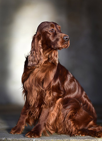 Bilder/Irish_Setter.jpg