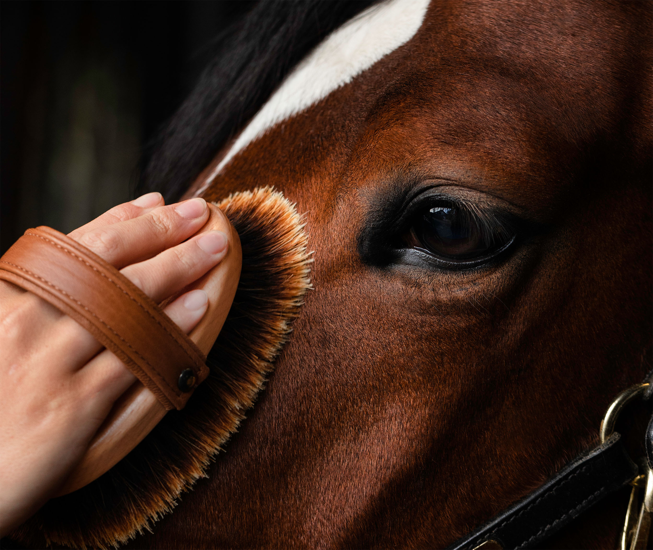 Leistner Brosse Brillant Poils de Chevaux 65mm 